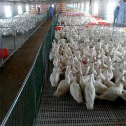 諸城市中興塑料制品廠 專注畜牧漁業飼料包裝解決方案的優質供應商